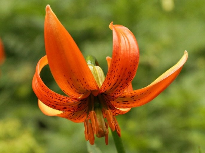 Lilium carniolicum