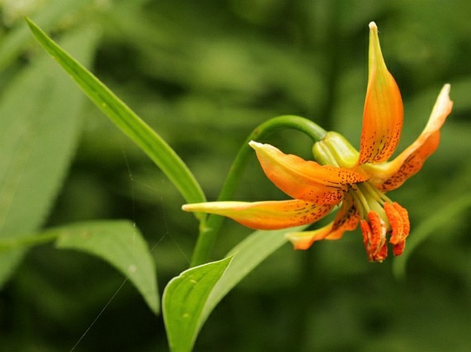 Lilium carniolicum