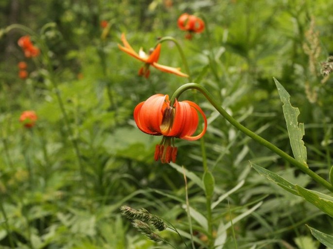 Lilium carniolicum