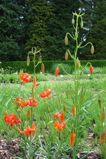 Lilium pumilum