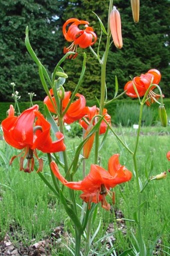 Lilium pumilum