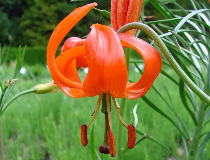 LILIUM PUMILUM DC. – lilie / ľalia