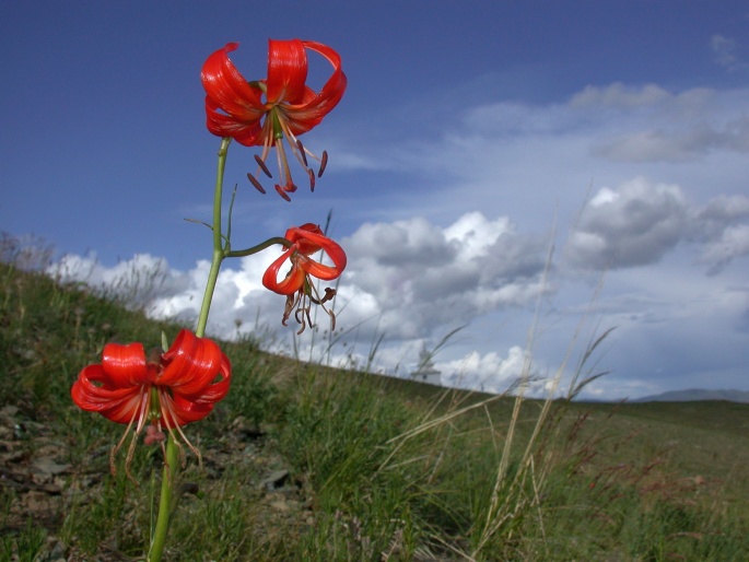 Lilium pumilum