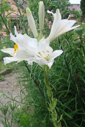 Lilium candidum