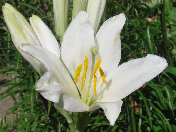 LILIUM CANDIDUM L. – lilie bělostná / ľalia biela
