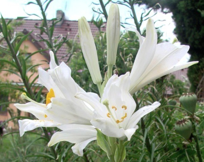 Lilium candidum