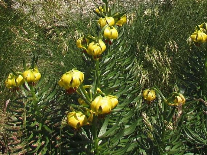 Lilium pyrenaicum