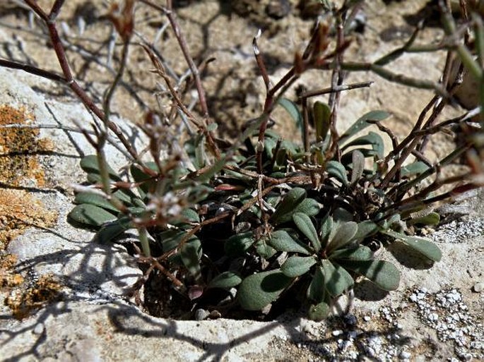 Limonium apulum