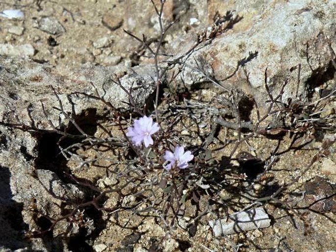 Limonium apulum