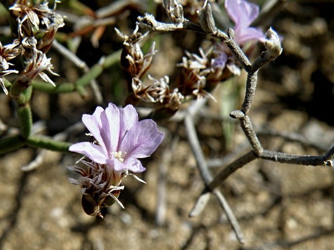 Limonium apulum