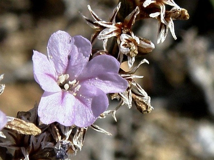 Limonium apulum