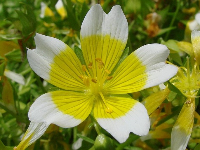 LIMNANTHES DOUGLASII R. Br. - mokřadka Douglasova