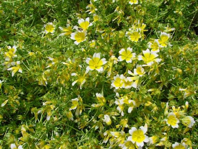 Limnanthes douglasii