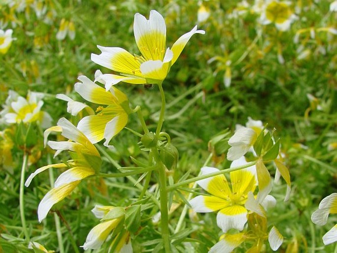 Limnanthes douglasii