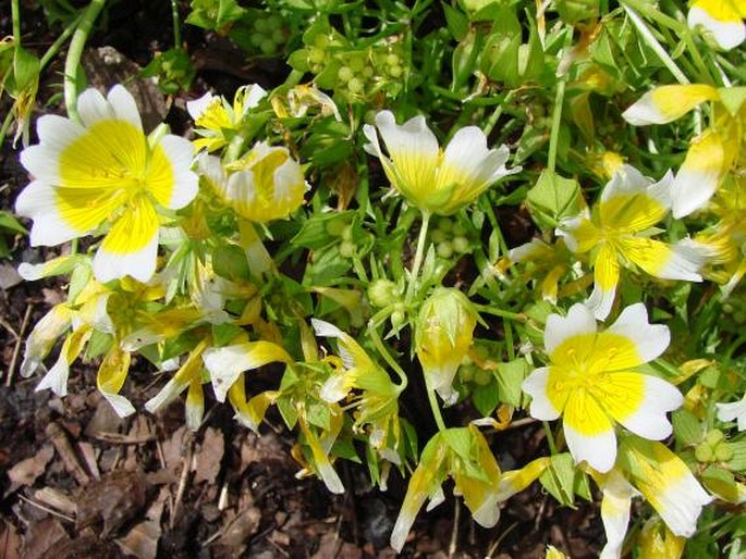 Limnanthes douglasii