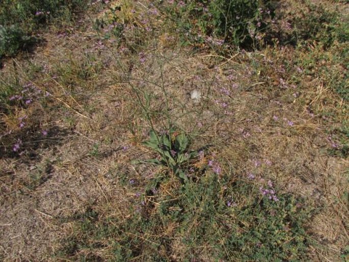 Limonium meyeri