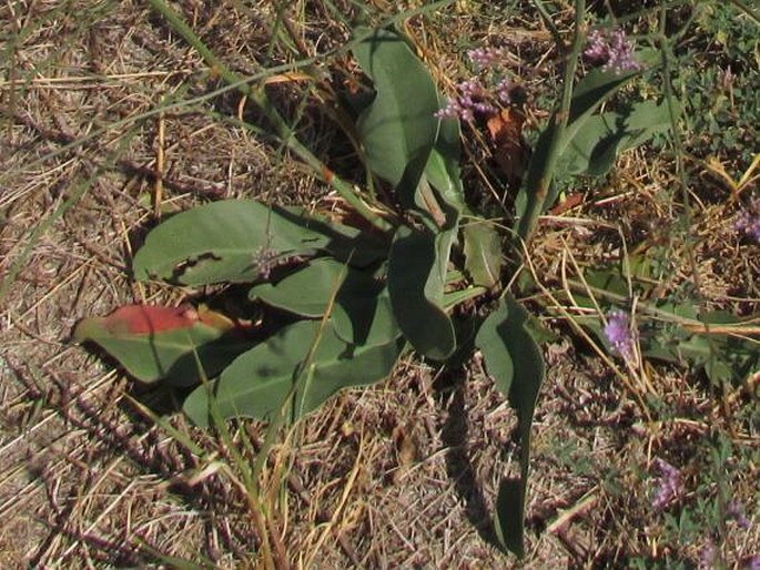 Limonium meyeri