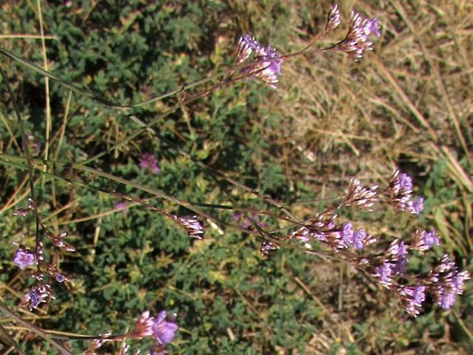 Limonium meyeri