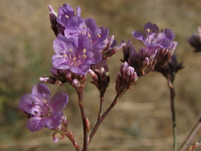 Limonium meyeri