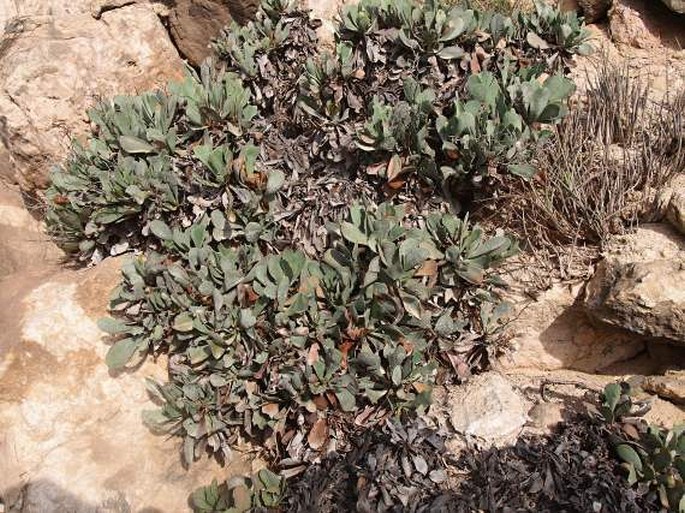 Limonium axillare