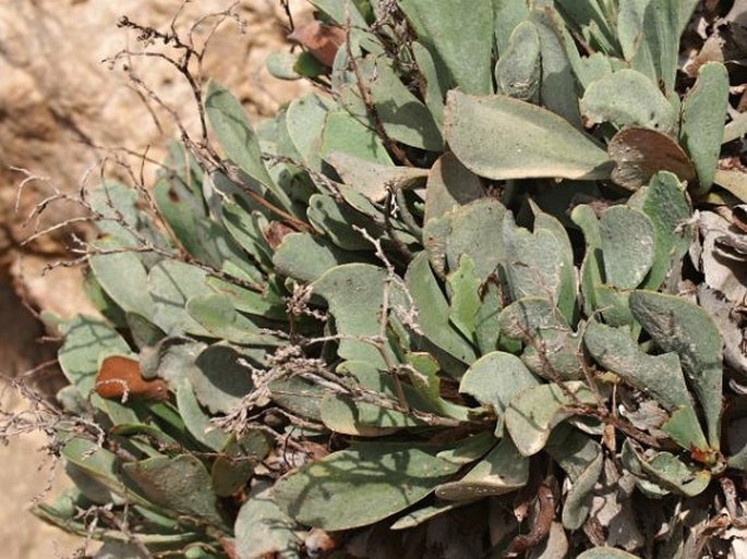 Limonium axillare