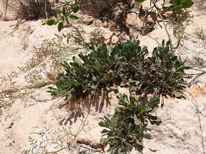 Limonium axillare