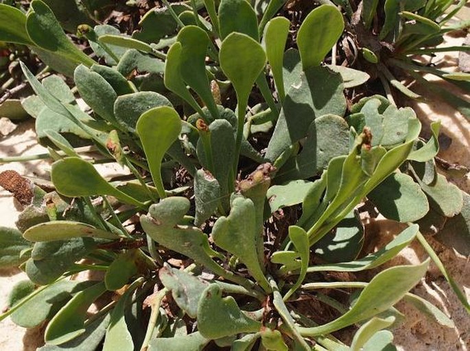 Limonium axillare