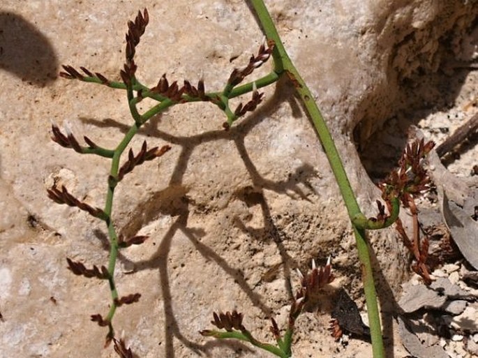 Limonium axillare