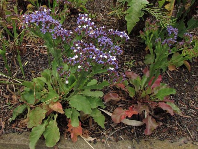 Limonium brassicifolium