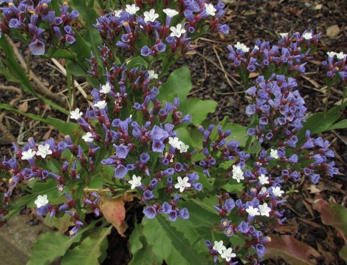 Limonium brassicifolium