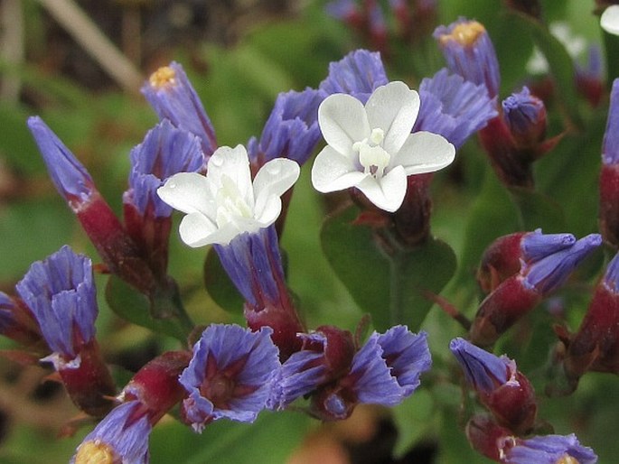 Limonium brassicifolium