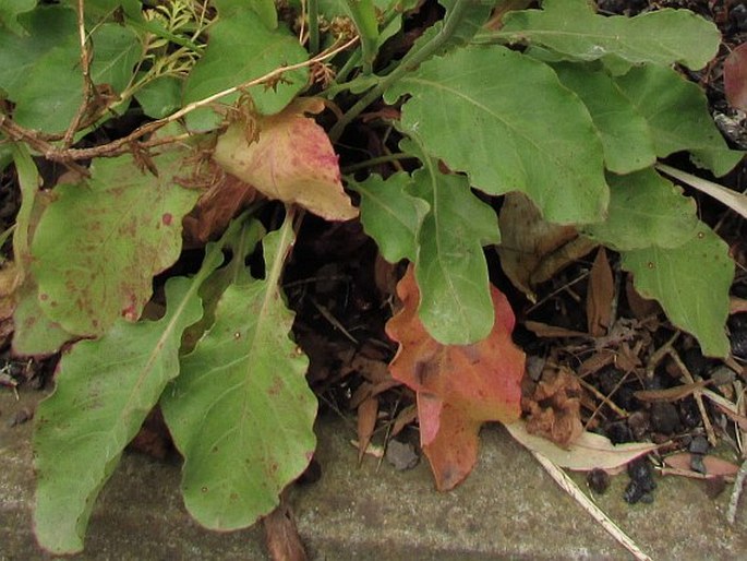 Limonium brassicifolium