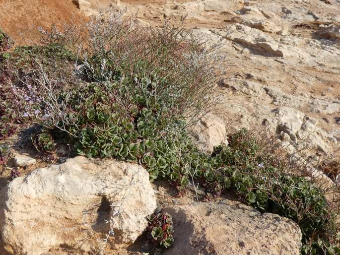 Limonium hyblaeum