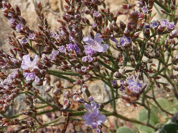 Limonium hyblaeum