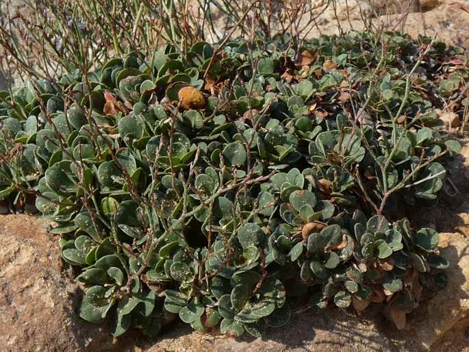 Limonium hyblaeum