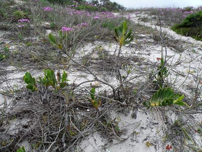 Limonium peregrinum