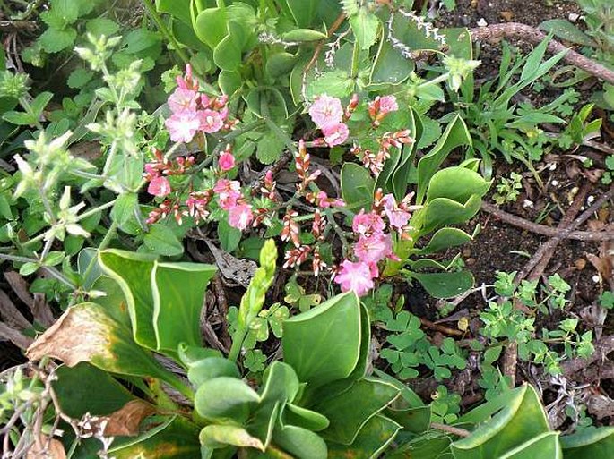 Limonium peregrinum