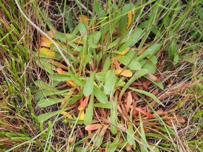 Limonium portovecchiense