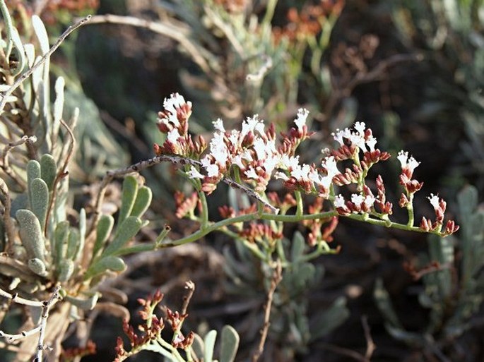 LIMONIUM SARCOPHYLLUM Ghaz. et J. R. Edm. - limonka