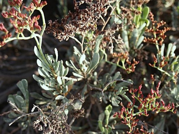 Limonium sarcophyllum