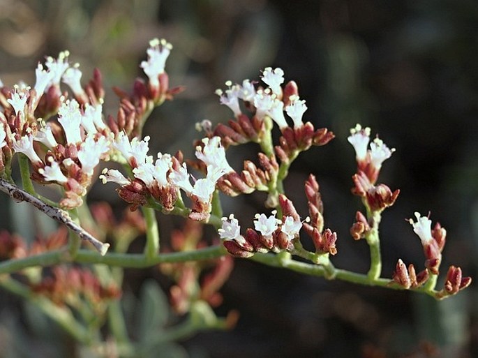 Limonium sarcophyllum