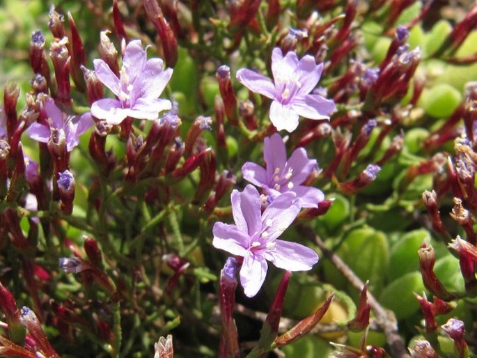 Limonium scabrum