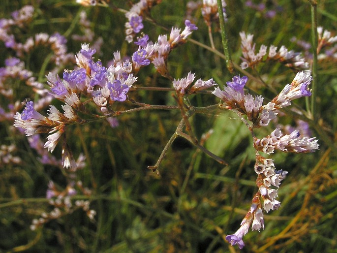 Limonium vulgare