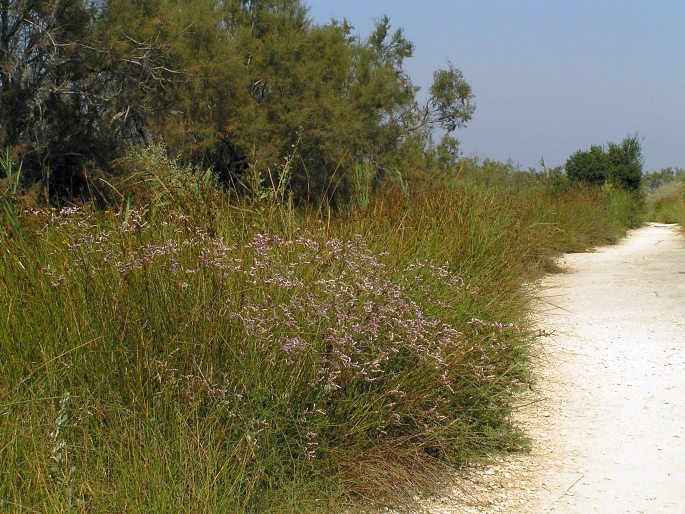 Limonium vulgare