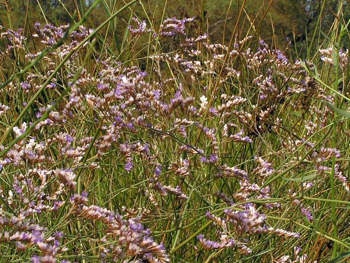 Limonium vulgare