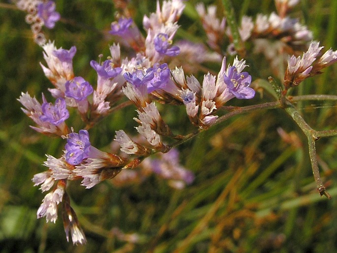 Limonium vulgare