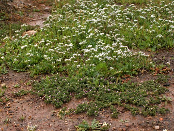 Limonium lobatum