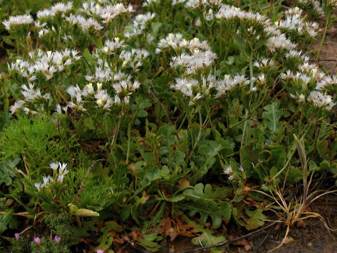 Limonium lobatum