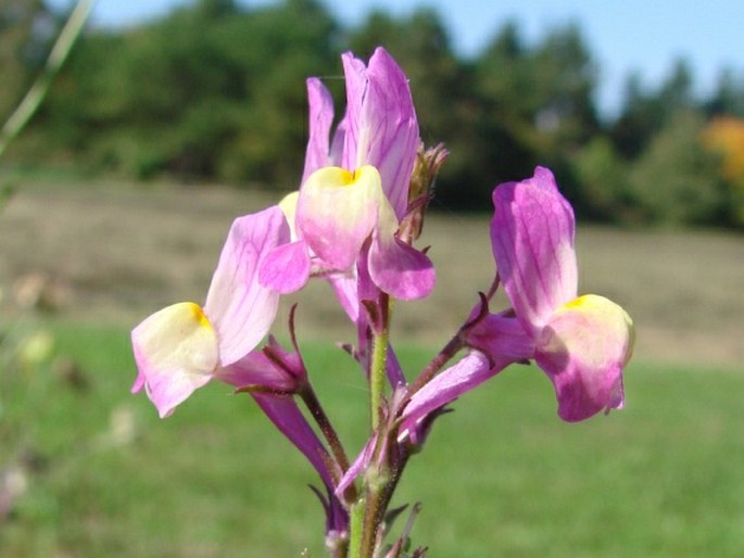 Linaria maroccana