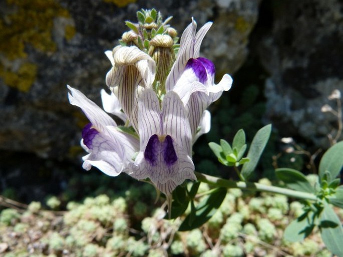 LINARIA VERTICILLATA subsp. ANTICARIA (Boiss. et Reut.) L. Sáez et M. B. Crespo – lnice / pyštek